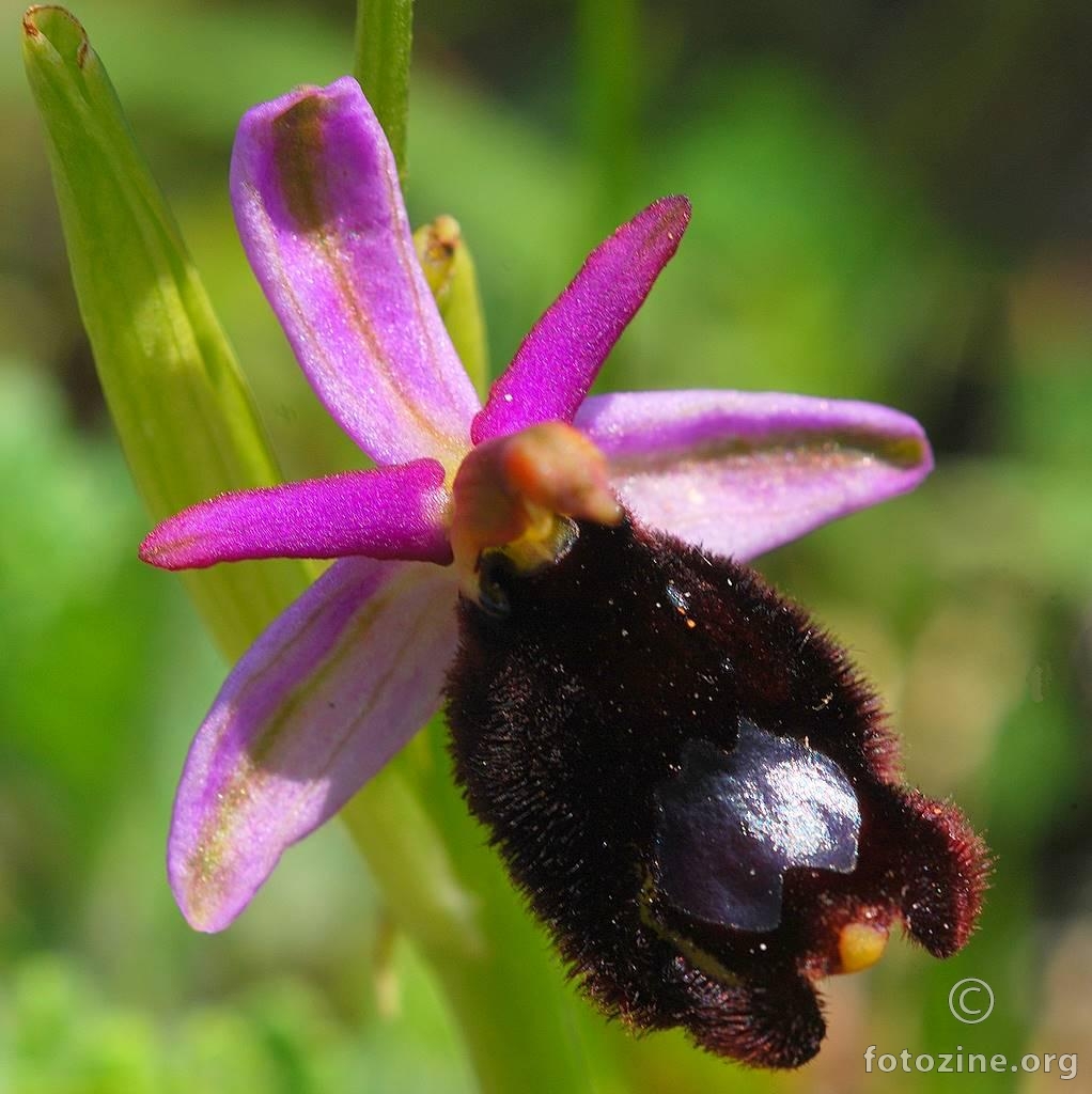 Kokica paučica, Ophrys sphegodes