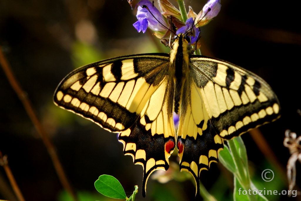 Lastin rep (2), Papilio machaon
