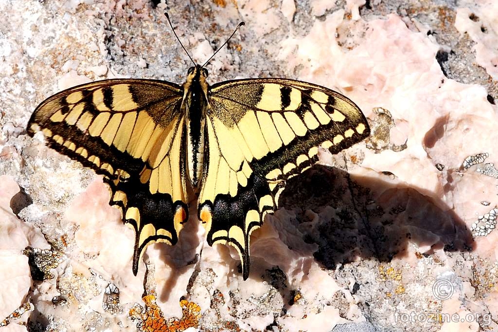lastin rep, Papilio machaon