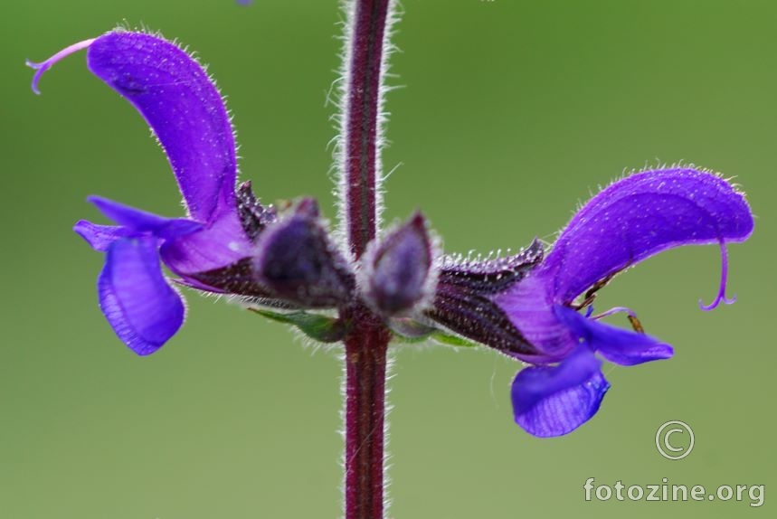 Livadna kadulja, Salvia pratensis