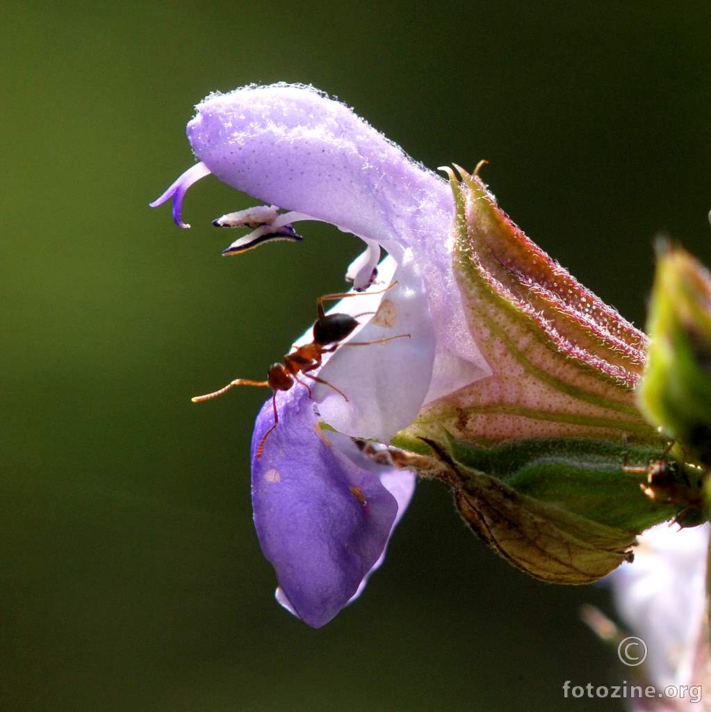 Ljekovita kadulja, Salvia officinalis