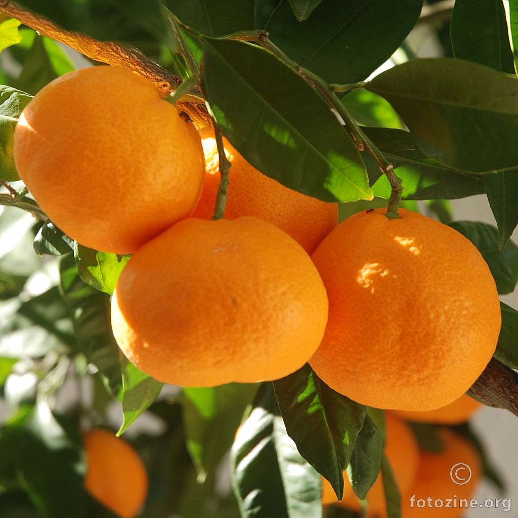 Mandarinka, Citrus sp.