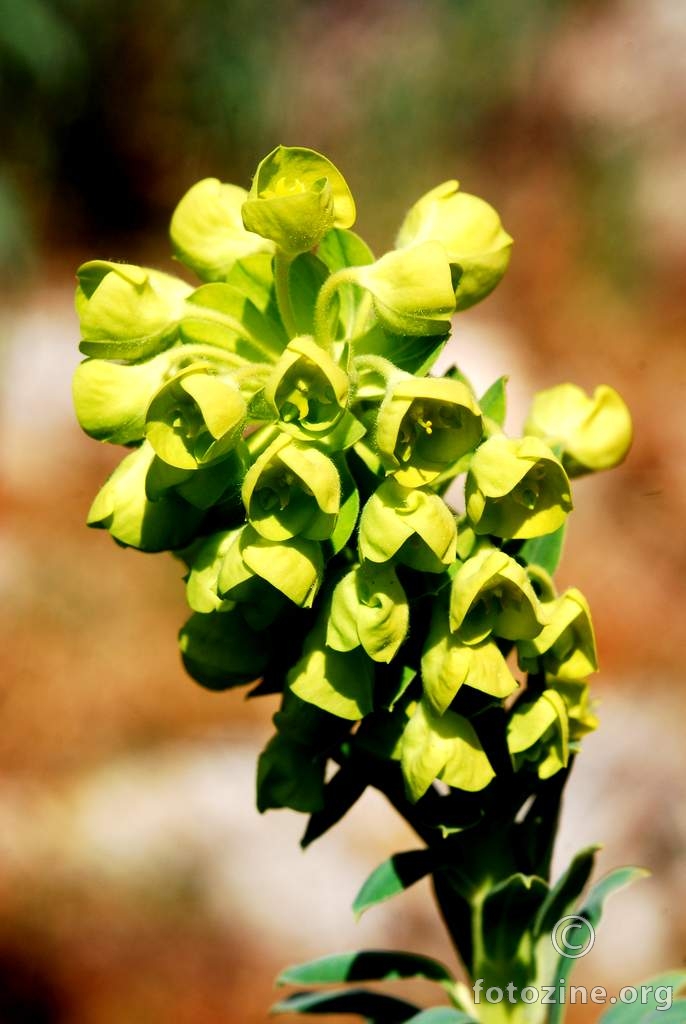 Mlječak, Euphorbia characias ssp. wulfenii