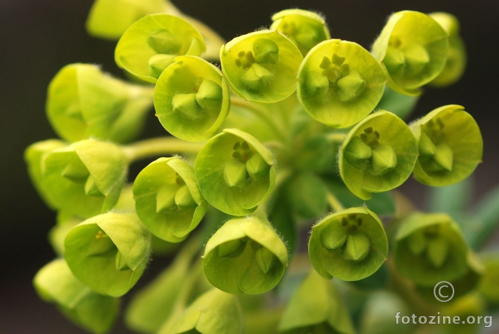 Mlječak, Euphorbia characias ssp. wulfenii