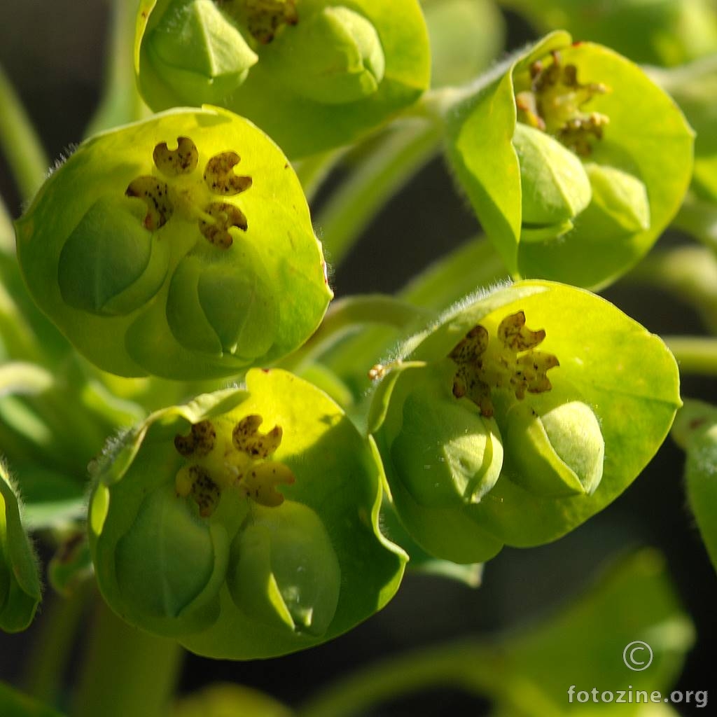 Mlječika, Euphorbia cyparissias