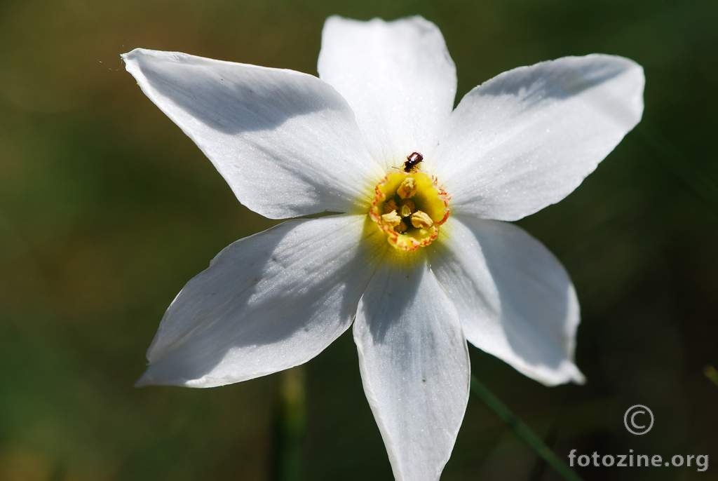 sunovrat, Narcissus poeticus radiiflorus