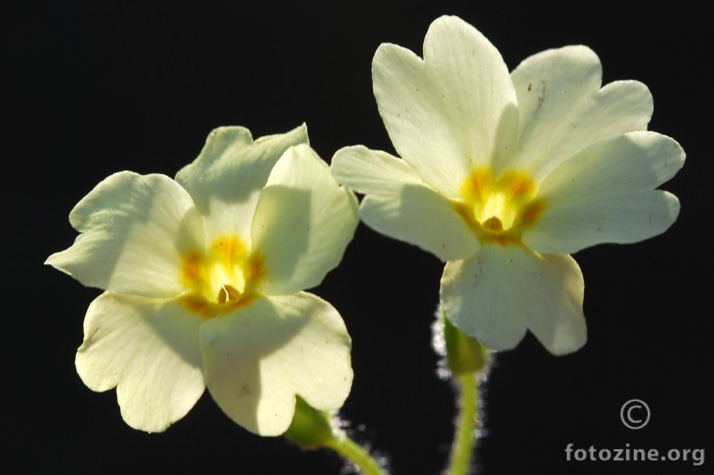 Obični jaglac, Primula vulgaris