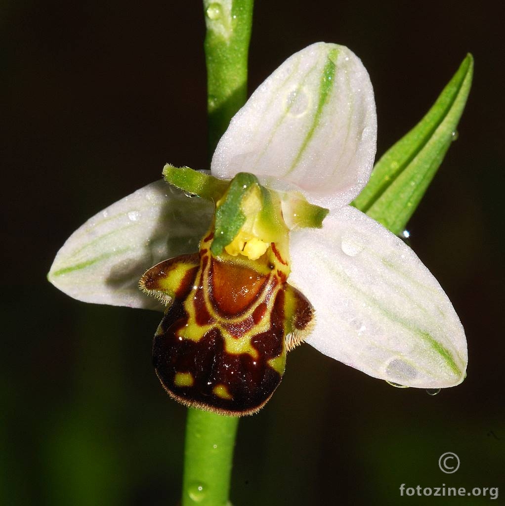 Pčelinja kokica, Ophrys apifera