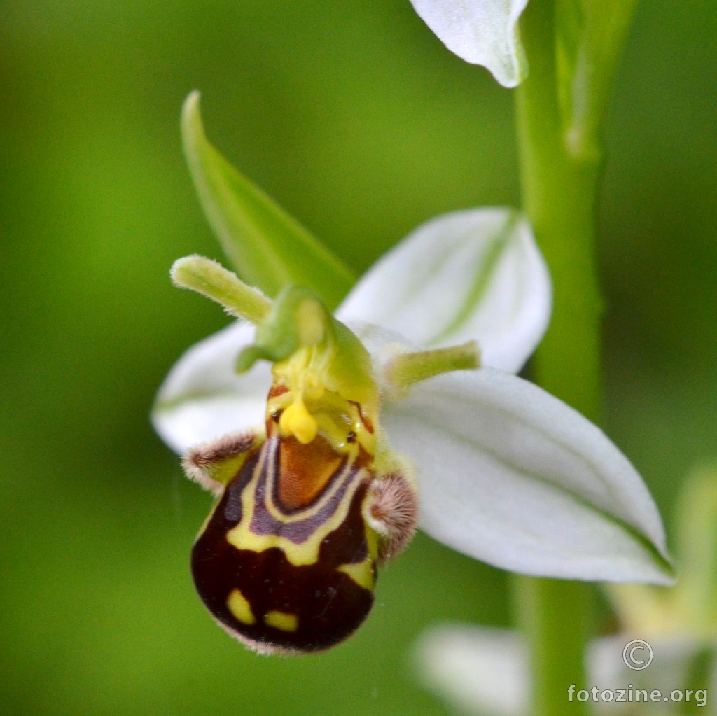 Ophrys apifera var. chlorantha