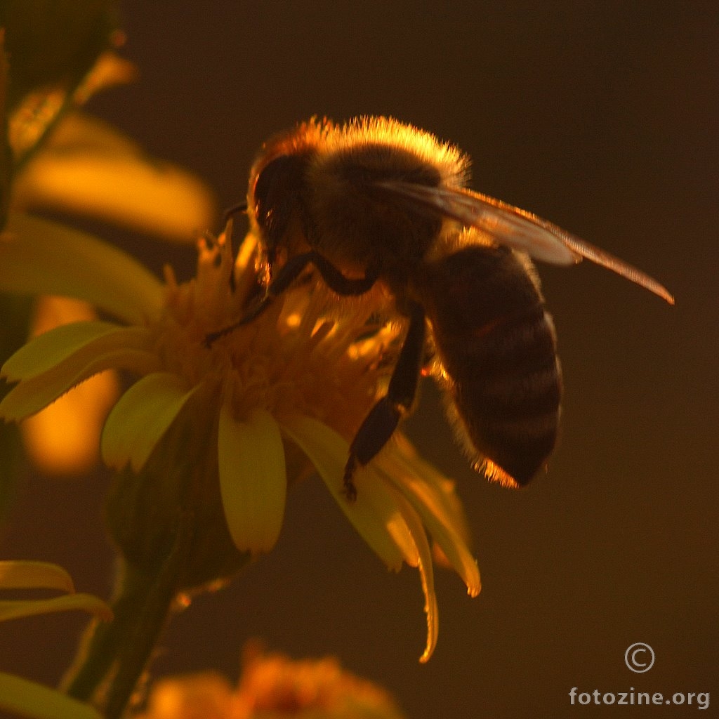 Pčela, Apis mellifica