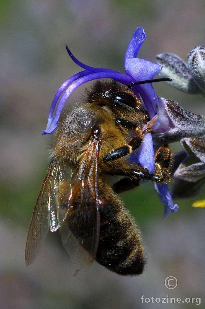 Pčela, Apis mellifica