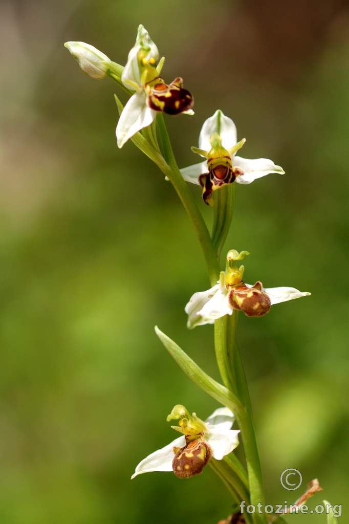 Pčelina kokica, Ophrys apifera