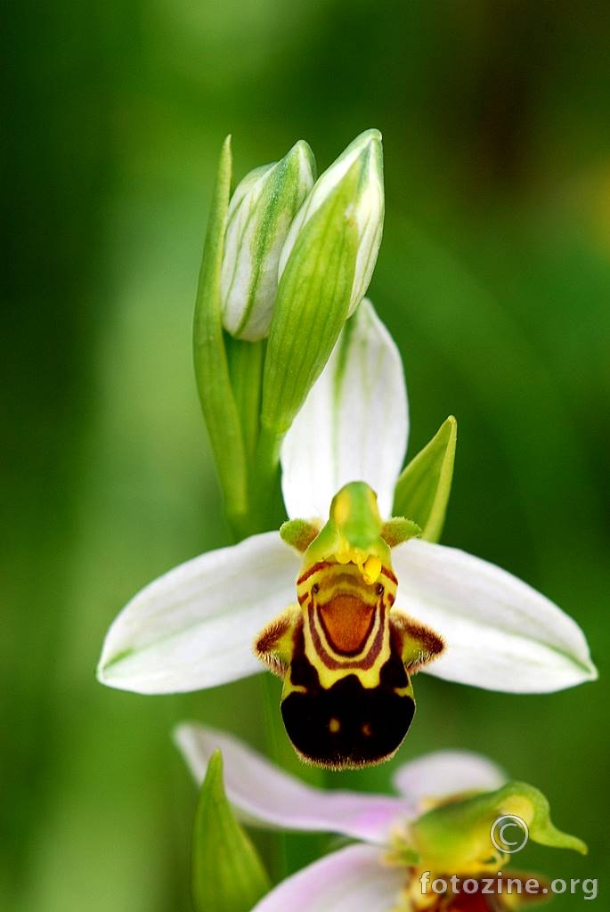 Pčelinja kokica, Ophrys apifera