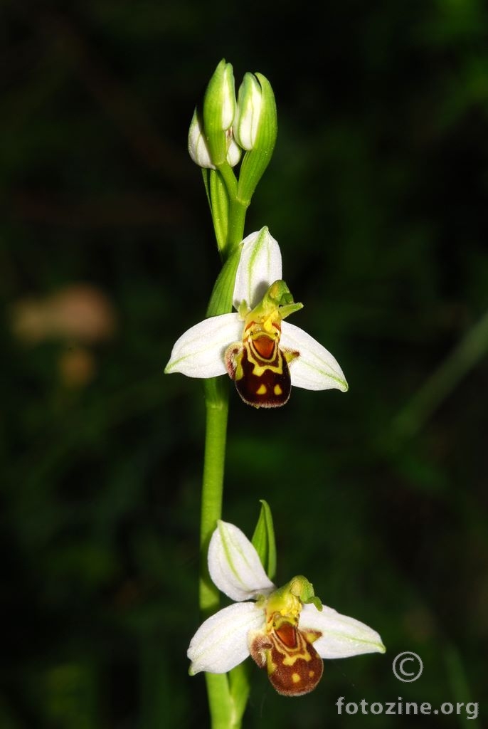 Pčelina kokica, Ophrys apifera var. chloranta
