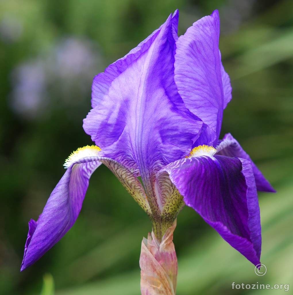 Plava perunika, Iris sp.