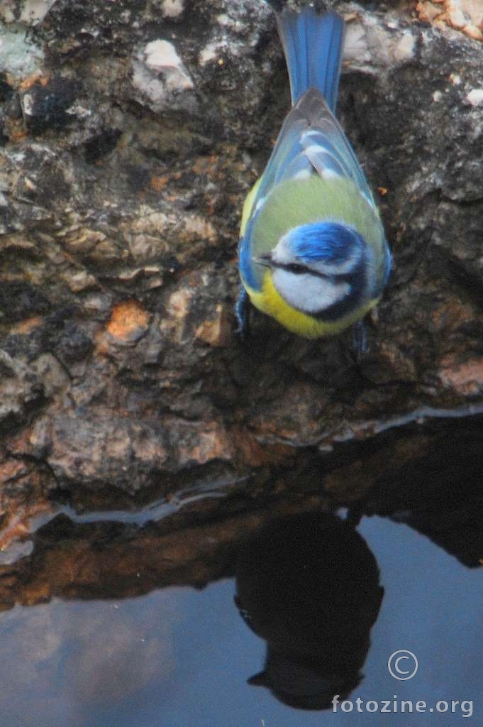 Plavetna sjenica, Parus caeruleus