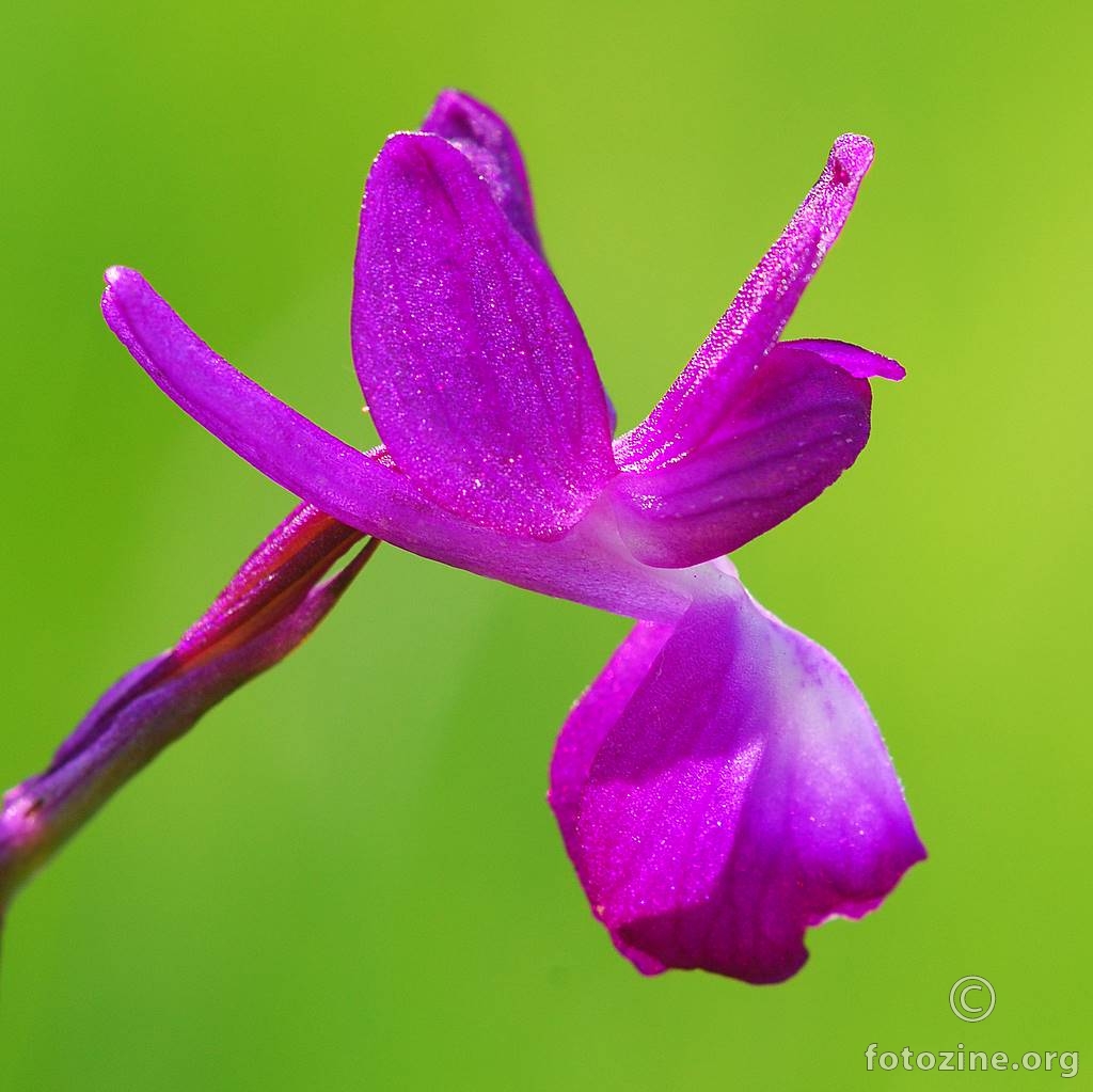 Rahlocvjetni kaćun, Orchis laxiflora