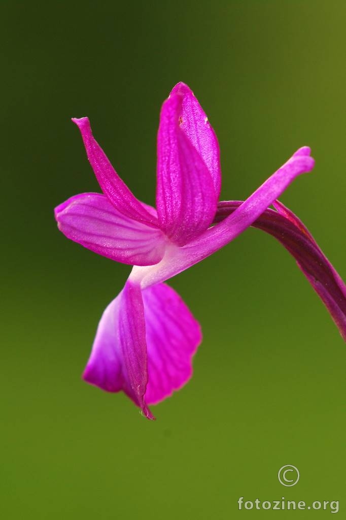 Rahlocvjetni kaćun, Orchis laxiflora