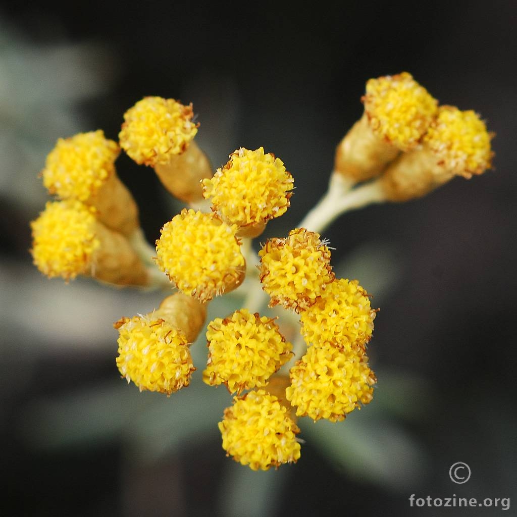 Smilje, Helichrysum stoechas