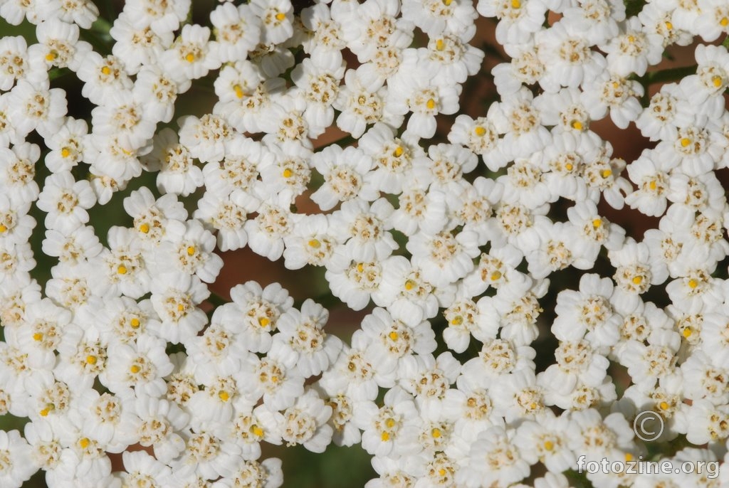 Stolisnik, Achillea millefolium