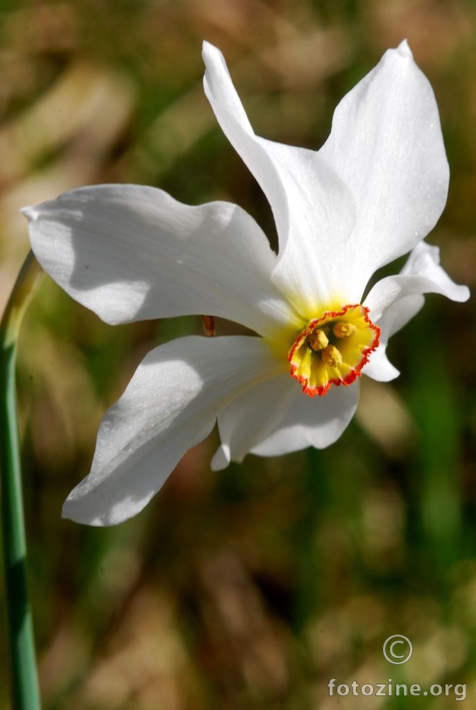 Sunovrat, Narcissus poeticus