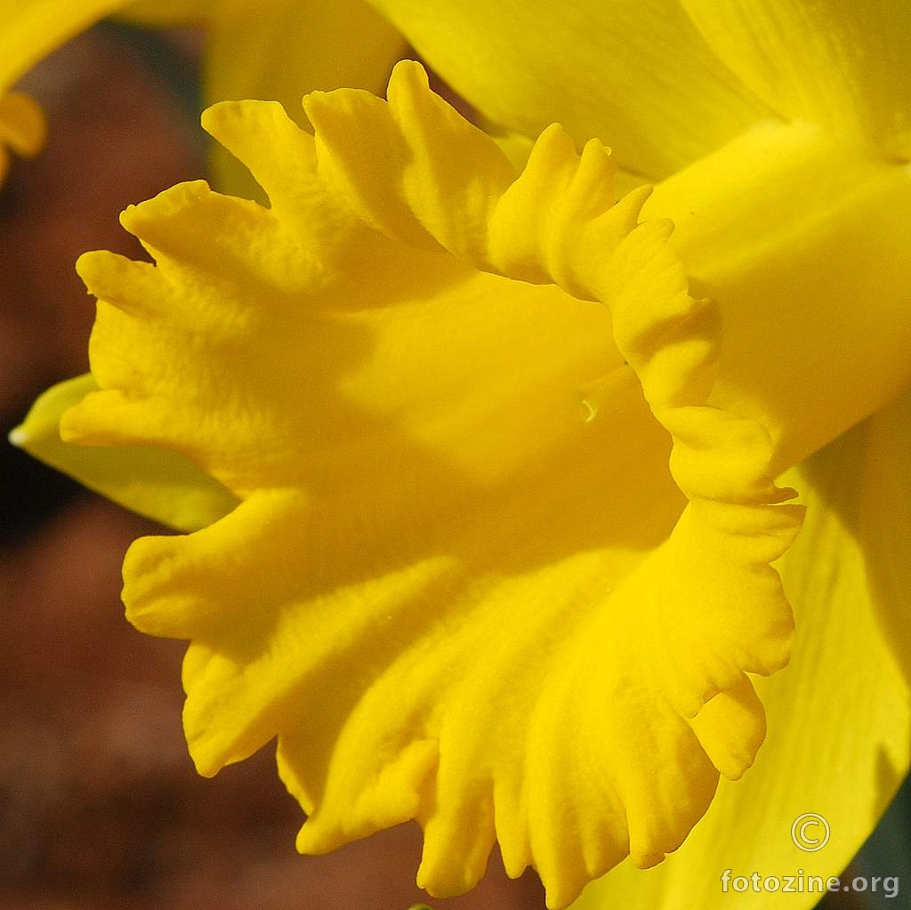 Sunovrat, Narcissus sp.