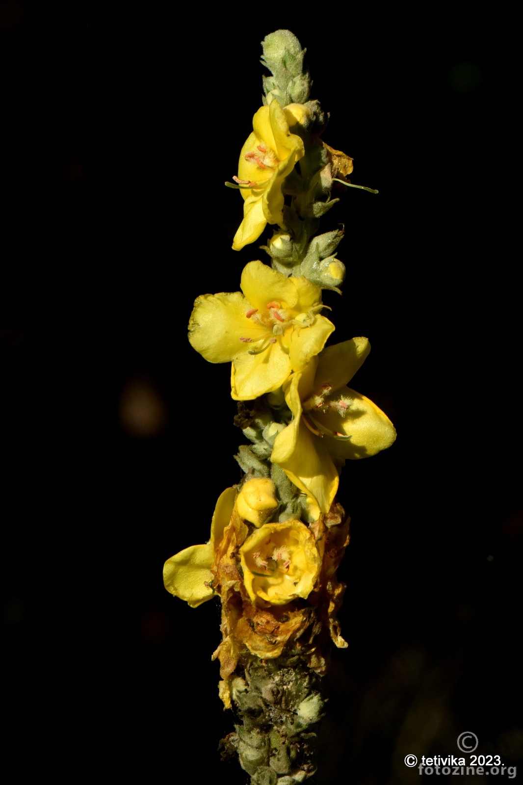 Velecvjetna divizma, Verbascum thapsiforme