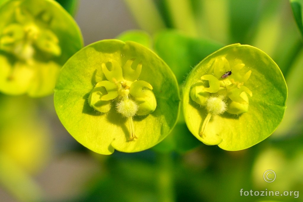 Velika mlječika, Euphorbia characias wulfenii