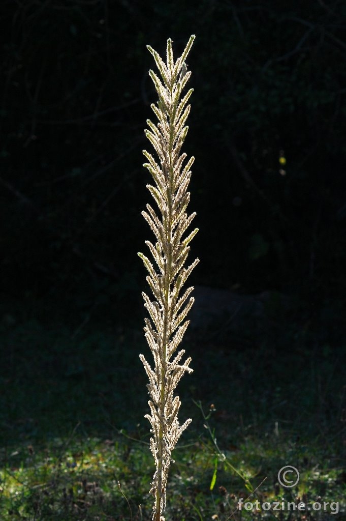 Visoka lisičina, Echium italicum