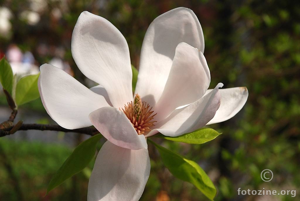 Yulan-Magnolija, Magnolia denudata