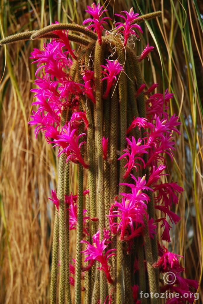 Zmijski kaktus, Aporocactus flagelliformis