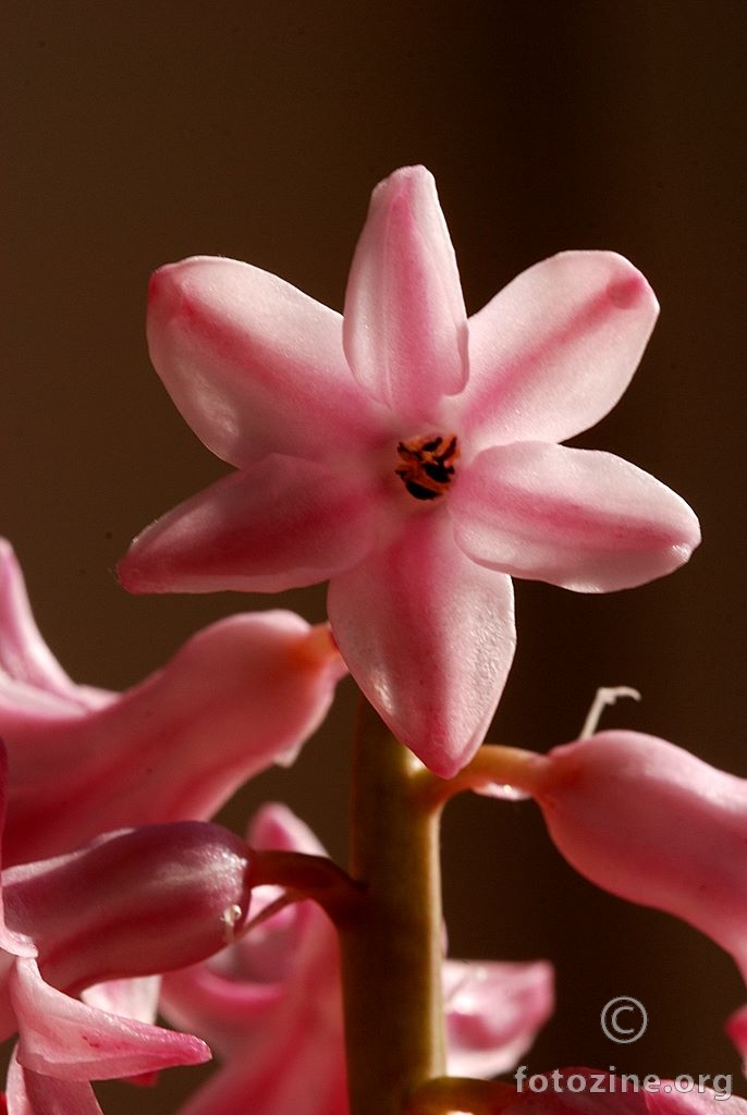 Zumbul, Hyacinthus