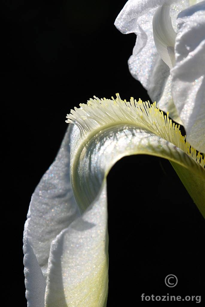 Bijela perunika, Iris germanica 