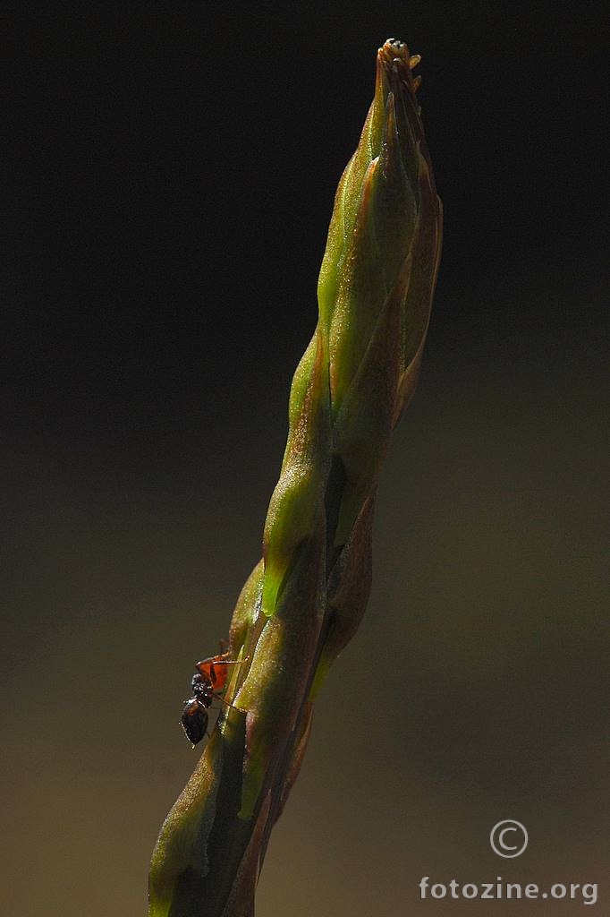 Šparoga, Asparagus officinalis