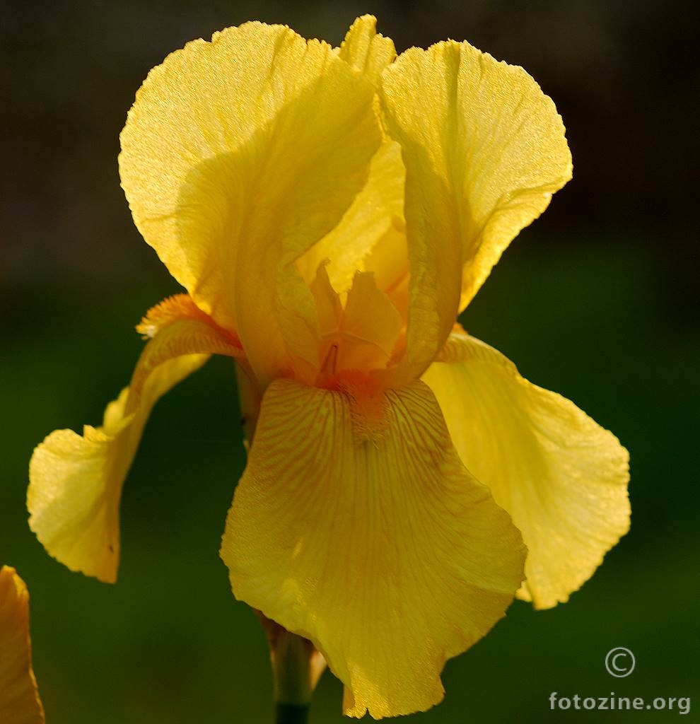 Žuta perunika, Iris sp.