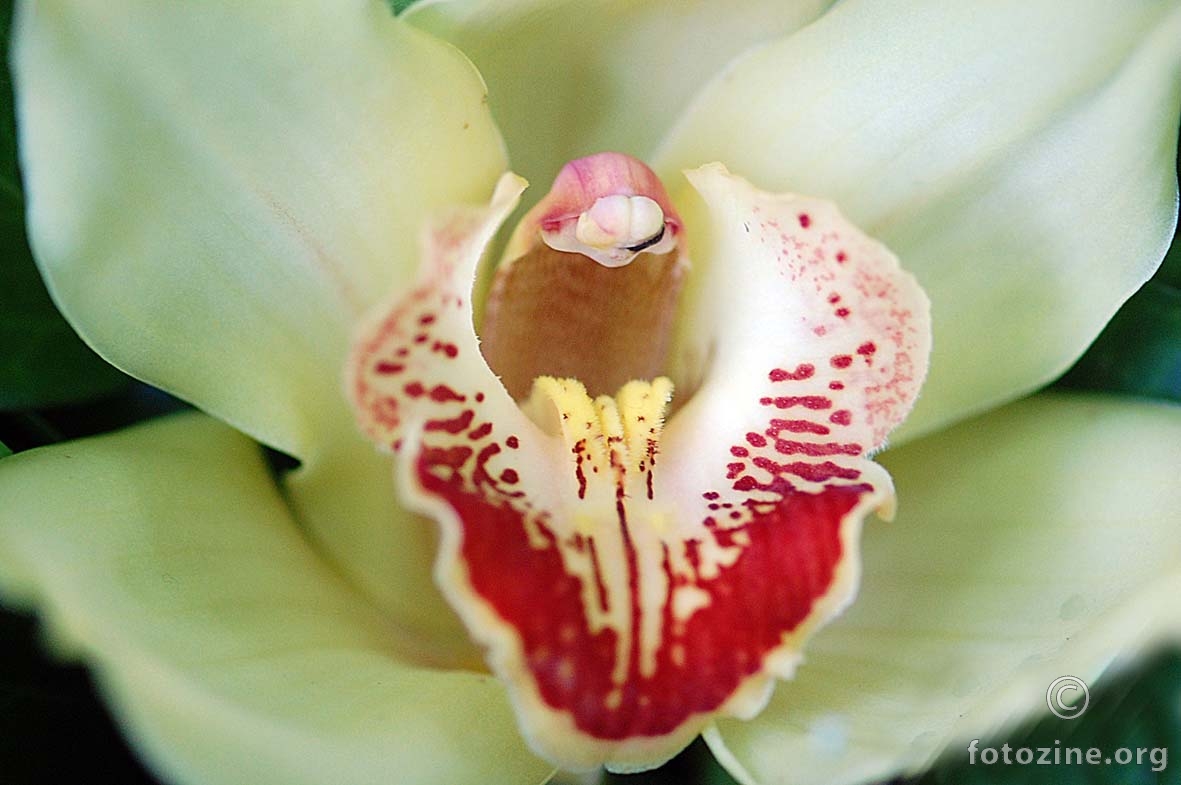 orhideja za suzanu...