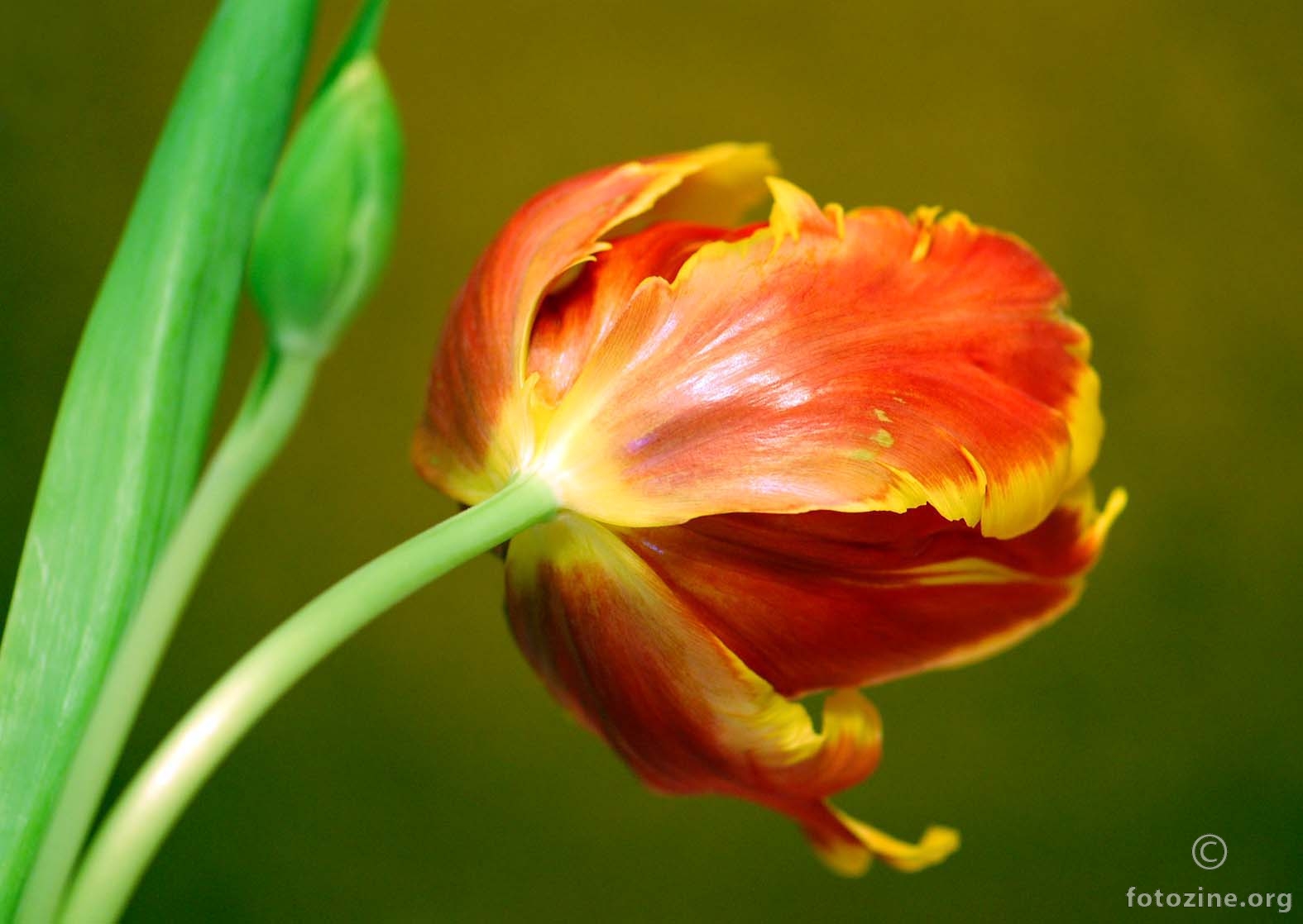 tulipan-40