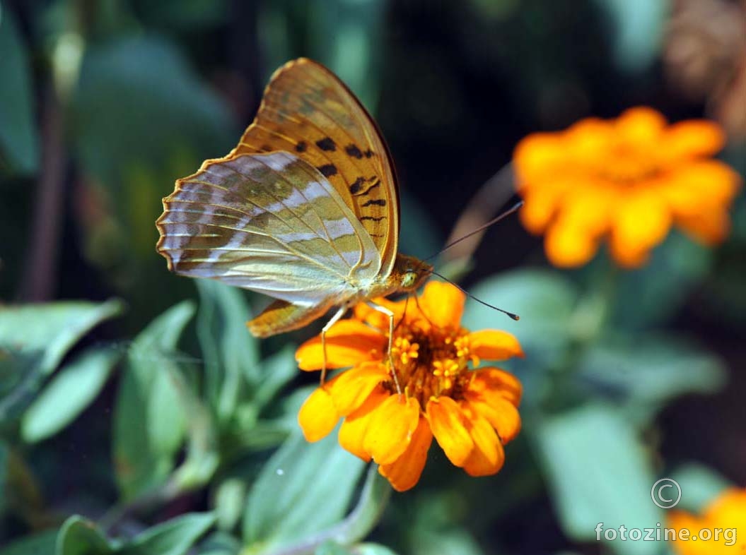 rovinjski leptir