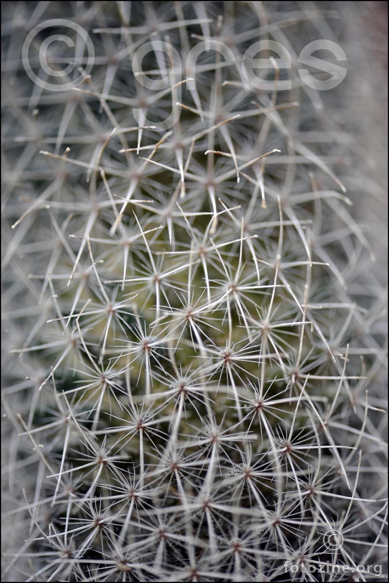 kaktusove pikiboce