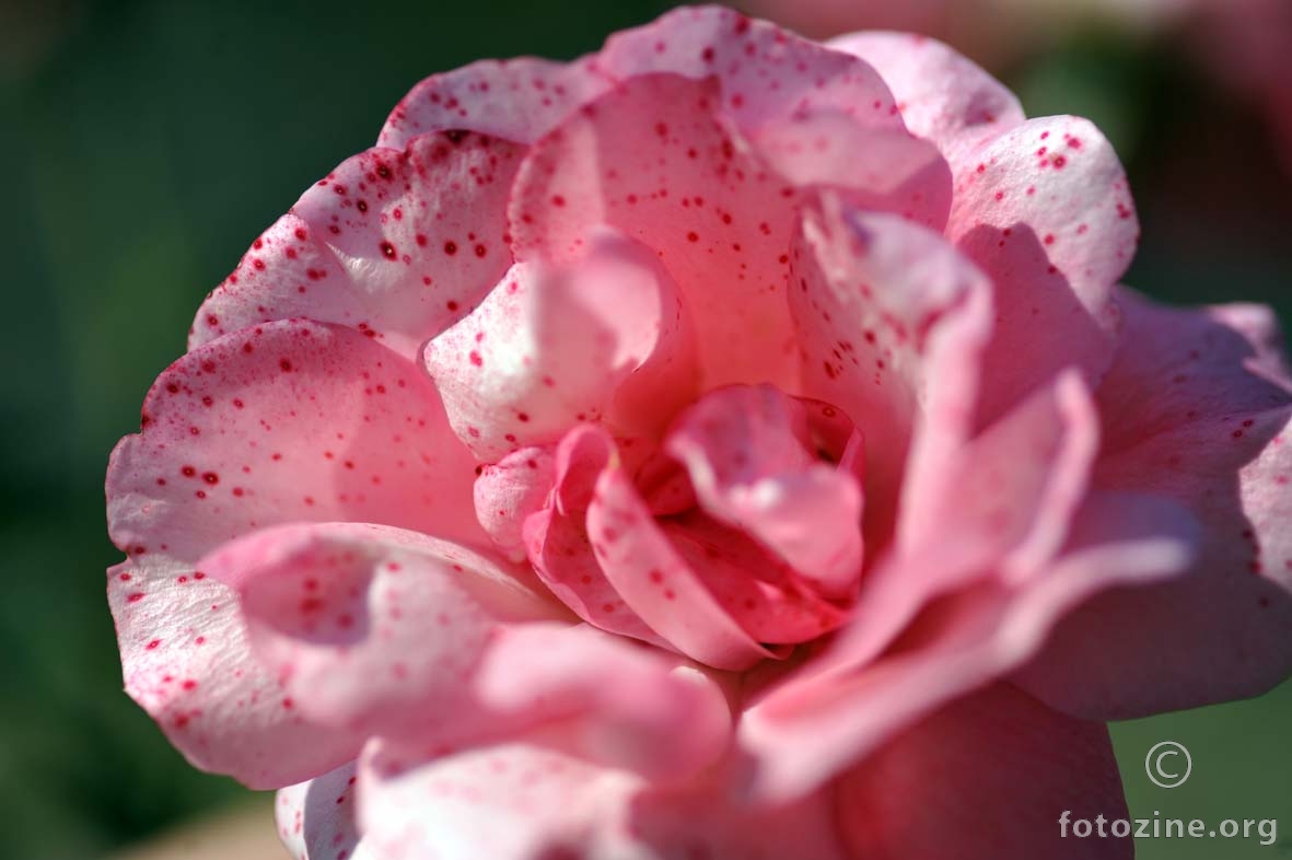 "Pipi" roza ruža