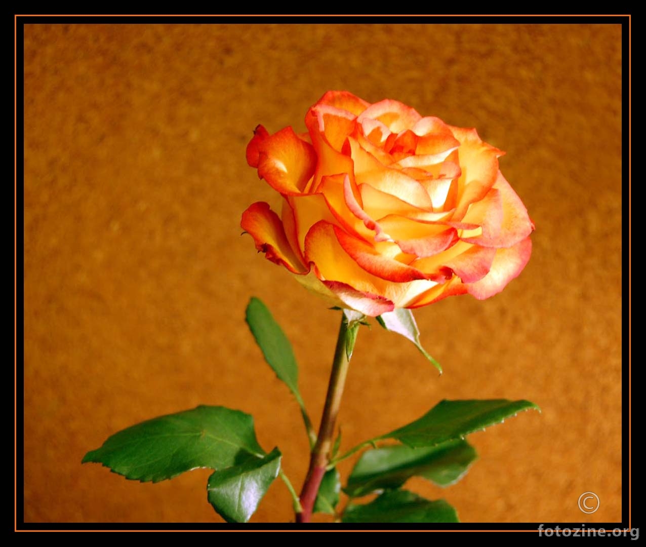 moja boja ruže-3