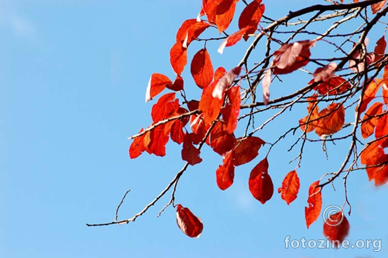 crvena jesen