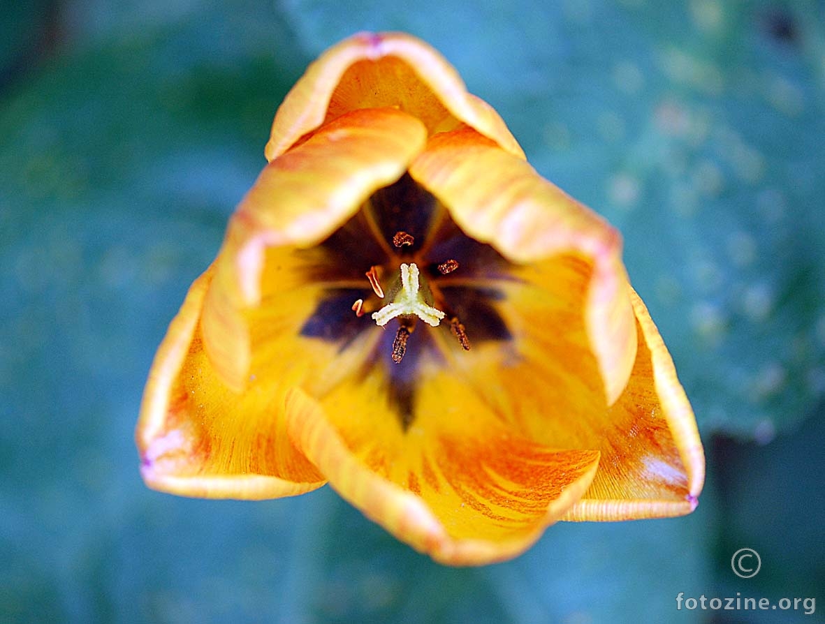 žuti tulipan