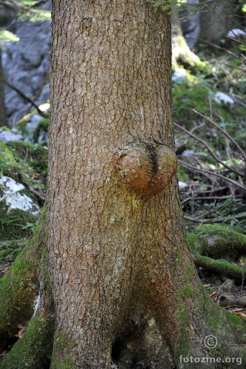 zanimljivo drvo iz Park šume Golubinjak