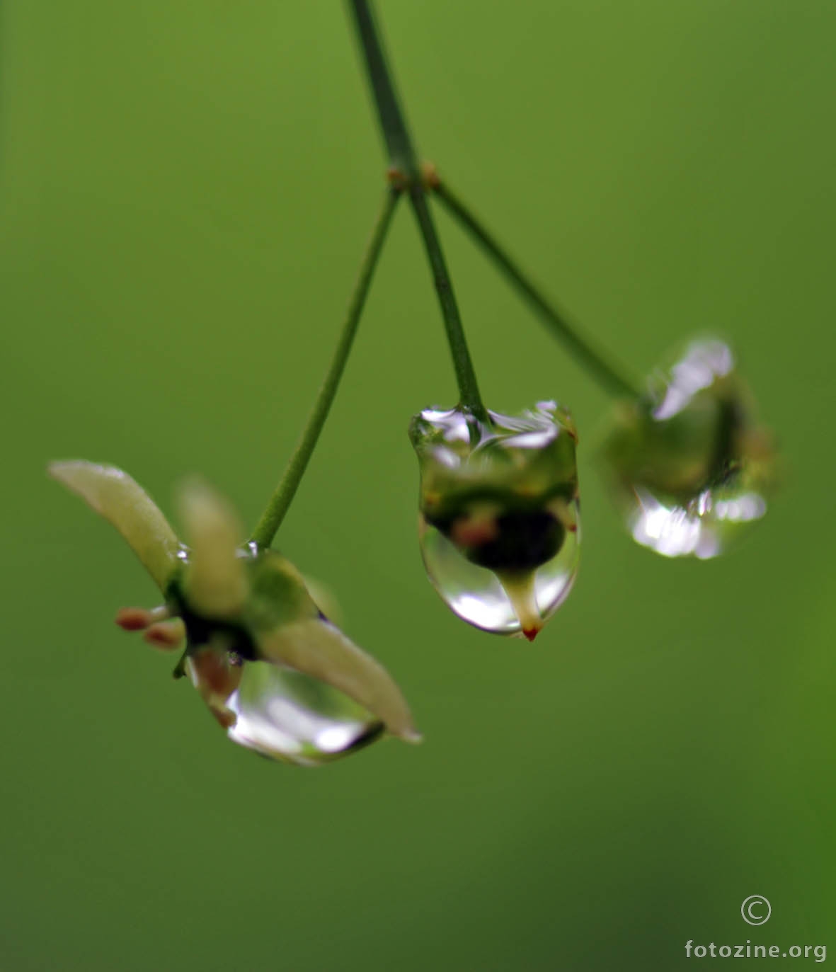 cvjetić zarobljen u kapima kiše
