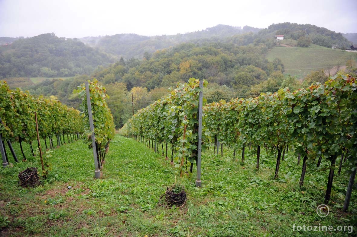 vinograd - Zagorje zelene