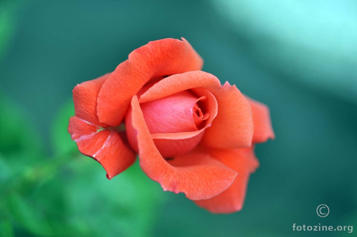 ruža čestitarica