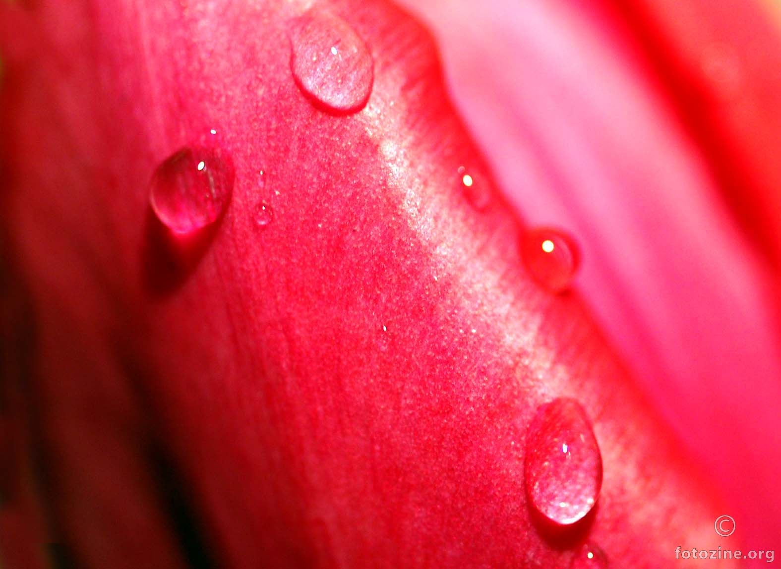 plač tulipana - a