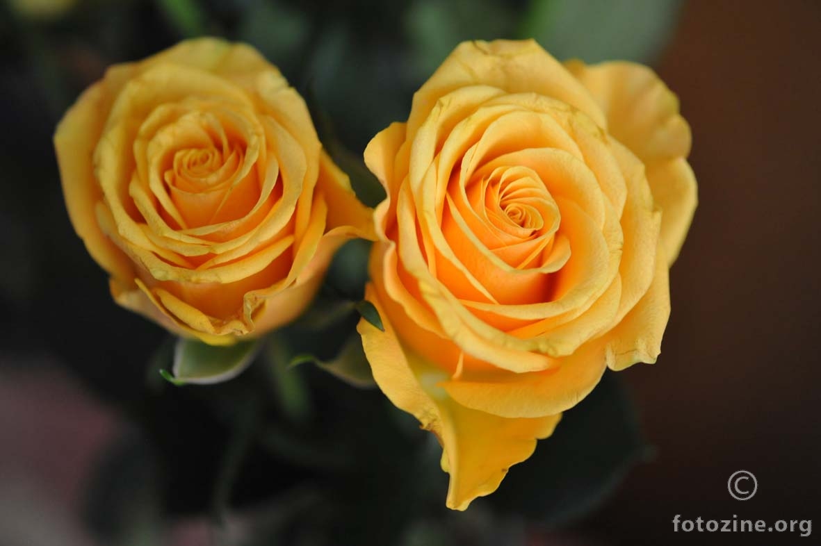 žute ruže iz Texasa