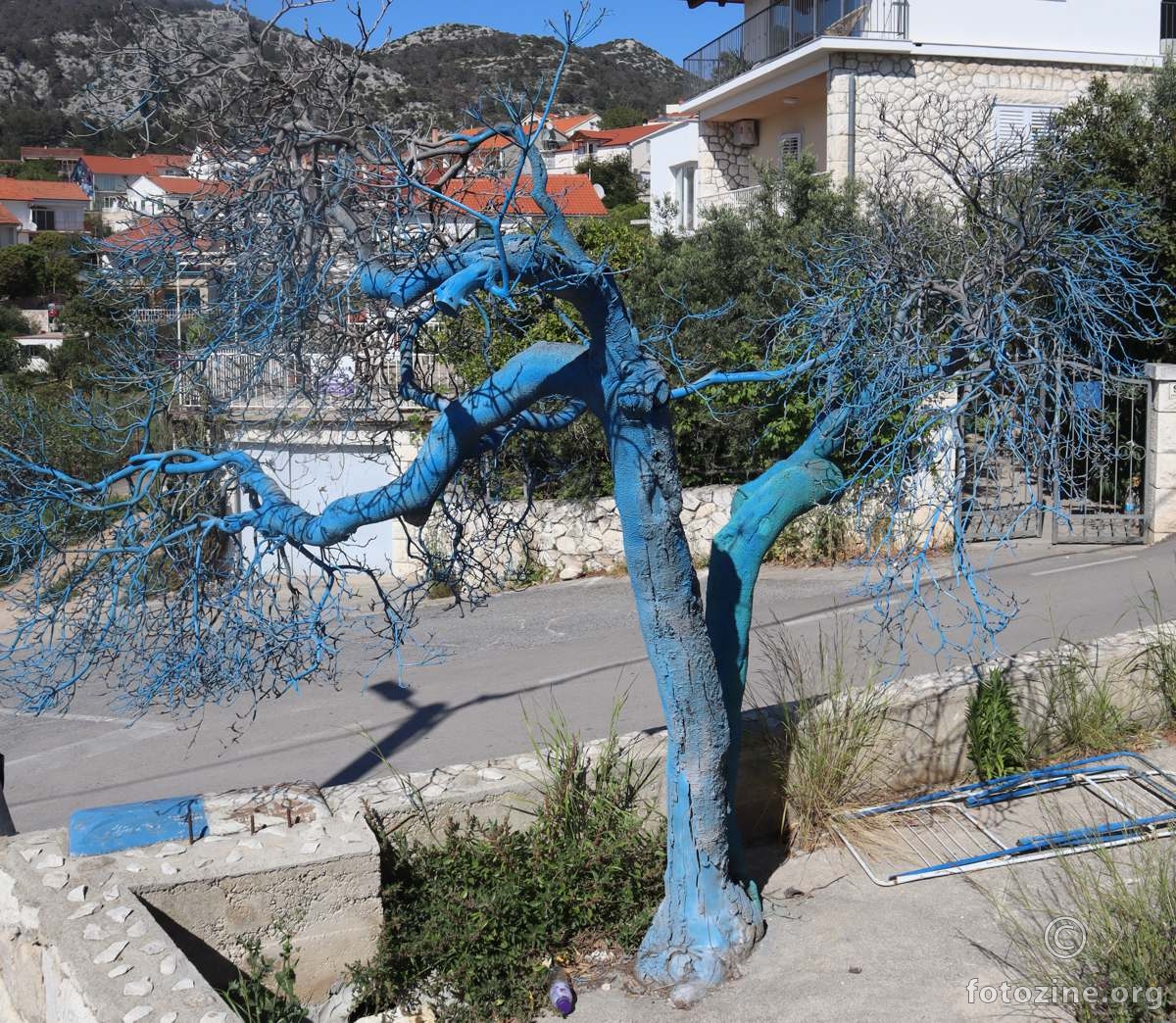 plavo stablo ali u Hvaru
